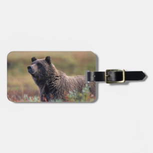 Étiquette À Bagage NA, États-Unis, Alaska, Parc national Denali, Ours