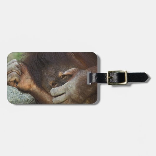 Étiquette À Bagage Orang-outan de Sumatra, Pongo pygmaeus (Devant horizontal)