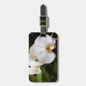 Étiquette À Bagage Orchidée Lune Blanche (Phalaenopsis Aphrodite) (Devant Vertical)