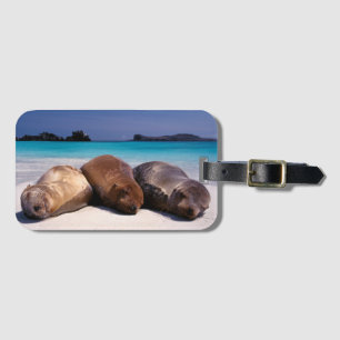 Étiquette À Bagage Otaries dormant sur la plage Equateur