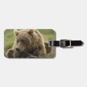 Étiquette À Bagage Ours brun, ou Grizzly côtier, Ursus