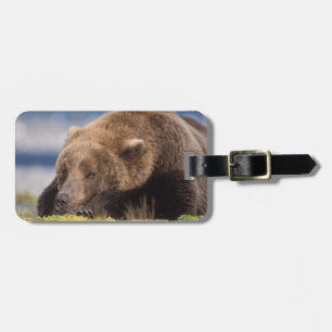 Étiquette À Bagage ours brun, Ursus arctos, grizzly, Ursus 8