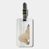 Étiquette À Bagage Ours polaire se grattant sur la toundra gelée (Devant Vertical)