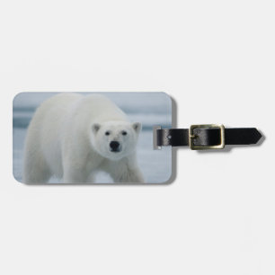 Étiquette À Bagage Ours polaire, Ursus Maritimus, Adulte