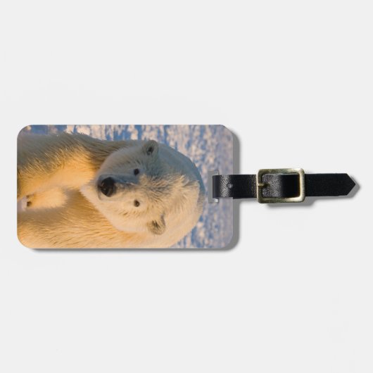 Étiquette À Bagage ours polaire, Ursus maritimus, ours polaire sur gl (Devant horizontal)