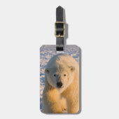 Étiquette À Bagage ours polaire, Ursus maritimus, ours polaire sur gl (Devant Vertical)