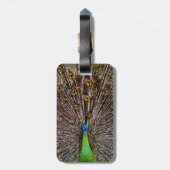 Étiquette À Bagage Pacock (Dos Vertical)