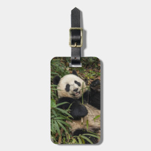 Étiquette À Bagage Panda mignon mangeant le bambou