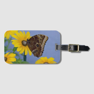 Étiquette À Bagage Papillon Buckeye sur marguerite jaune