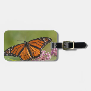 Étiquette À Bagage Papillon monarque mâle sur Asclépiade incarnate