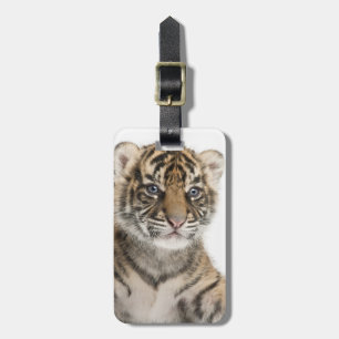Étiquette À Bagage Petit animal de tigre de Sumatran