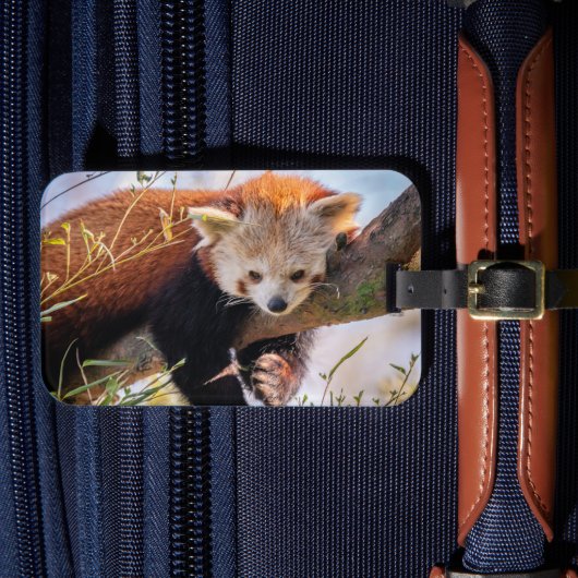 Étiquette À Bagage Petit panda rouge pâle (Insitu Rectoal 4)
