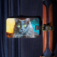 Photo de chat gris mignon Vous m'avez eu à Meow Ci