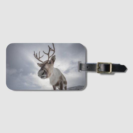 Étiquette À Bagage Photo de la nature des rennes (Devant Horizontal)