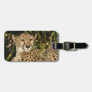 Étiquette À Bagage Photographie de guépard