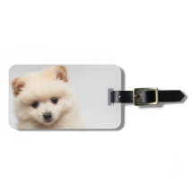 Pomeranian trop mignon