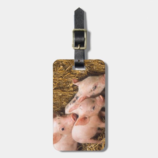 Étiquette À Bagage Porcelets (Devant Vertical)