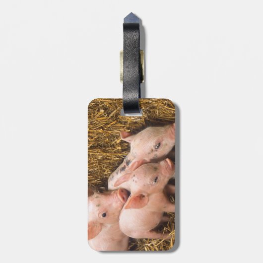 Étiquette À Bagage Porcelets (Dos Vertical)