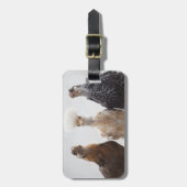 Étiquette À Bagage Portrait de trois poulets d'animal familier (Devant Vertical)