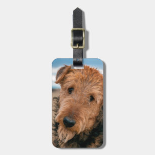 Étiquette À Bagage Portrait d'un Airedale Terrier