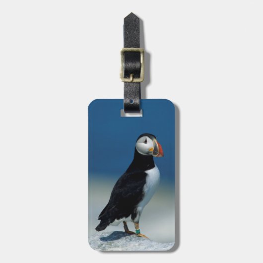 Étiquette À Bagage Portrait d'un Puffin de l'Atlantique (Devant Vertical)