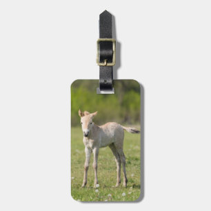 Étiquette À Bagage Poulain de cheval de Przewalski, Hongrie