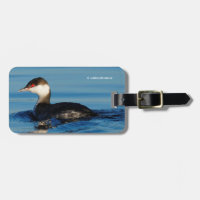 Profil d'une Grebe à cornes