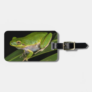 Étiquette À Bagage Rainette verte (Hyla cinerea) 2
