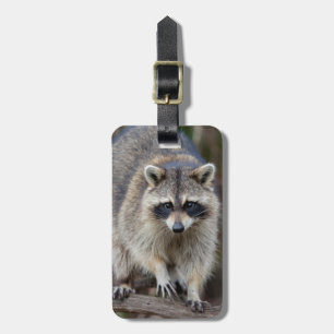 Étiquette À Bagage Raton laveur, Procyon lotor, Floride, États-Unis 2