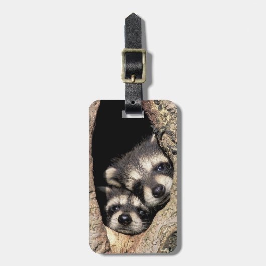 Étiquette À Bagage Ratons laveurs dans la cavité de l'arbre Procyon (Devant Vertical)