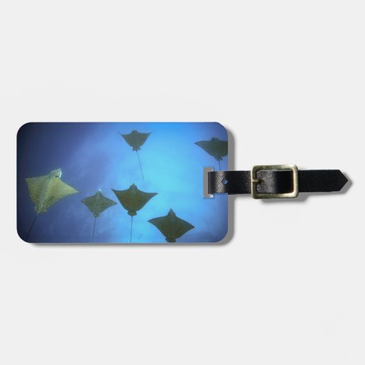 Étiquette À Bagage Rayons d'aigle tacheté nageant sous les Galapagos (Devant horizontal)