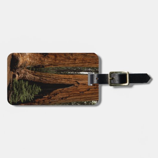 Étiquette À Bagage Redwood Trees, Sequoia National Park. (Devant horizontal)