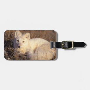 Étiquette À Bagage renard arctique, Alopex lagopus