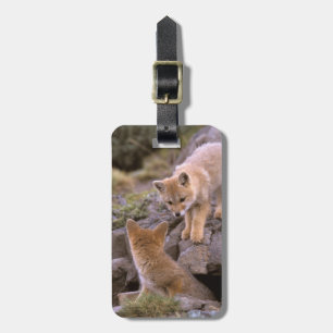 Étiquette À Bagage Renard gris d'Amérique du Sud (Lycalopex griseus)