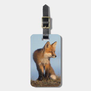 Étiquette À Bagage renard roux, Vulpes vulpes
