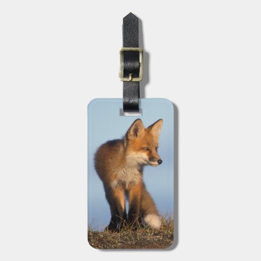 Étiquette À Bagage renard roux, Vulpes vulpes (Devant Vertical)