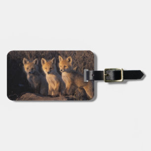 Étiquette À Bagage renard roux, Vulpes vulpes, kits