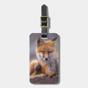 Étiquette À Bagage renard roux, Vulpes vulpes, petit se grattant,