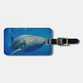 Étiquette À Bagage Requin baleine