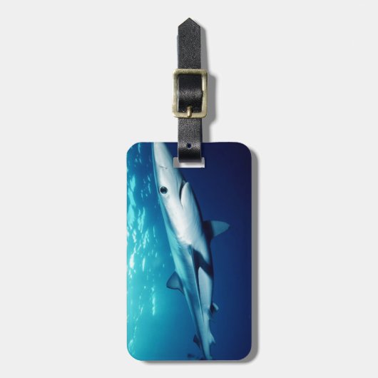 Étiquette À Bagage Requin bleu (Devant Vertical)
