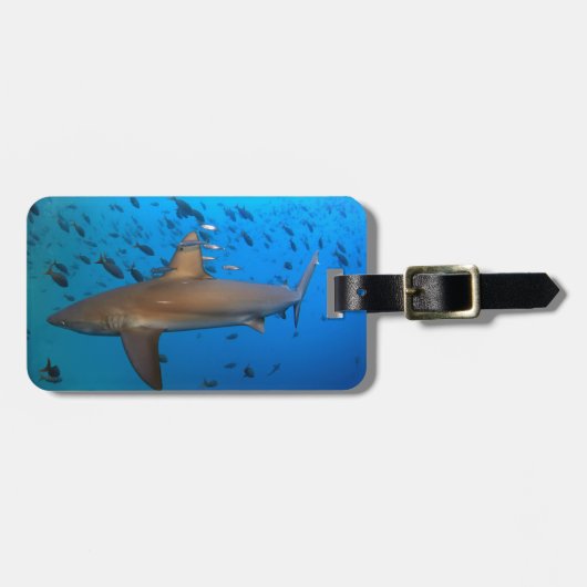 Étiquette À Bagage Requin de récif des Galapagos (Devant horizontal)