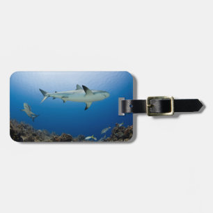 Étiquette À Bagage Requins entourants de l'étiquette des Caraïbes de