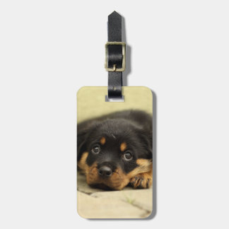 Étiquette À Bagage Rottweiler20150901