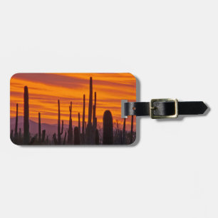 Étiquette À Bagage Saguaro, coucher de soleil, Parc national de Sagua