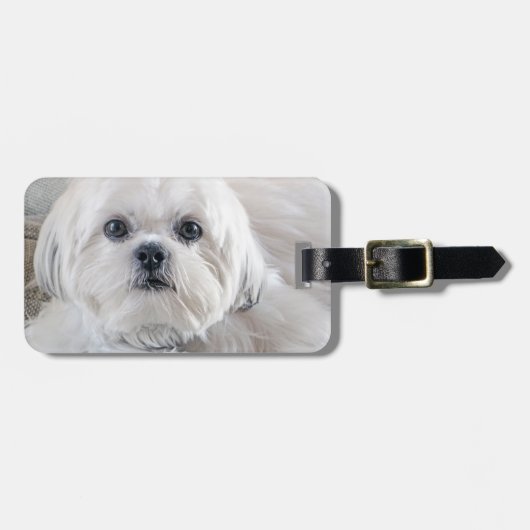 Étiquette À Bagage Shih Tzu (Devant horizontal)