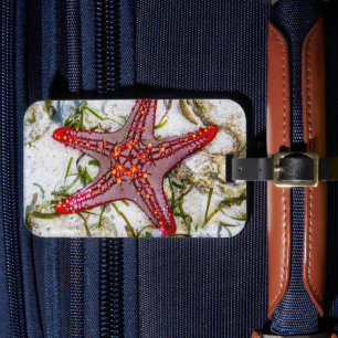 Étiquette À Bagage Starfish, Zanzibar, Tanzanie