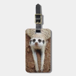 Étiquette À Bagage Suricate (Suricata Suricatta) se rafraîchissant