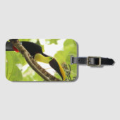 Étiquette À Bagage Swainson Toucan Oiseau exotique (Devant Horizontal)