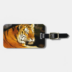Étiquette À Bagage Tigre sibérien le soir
