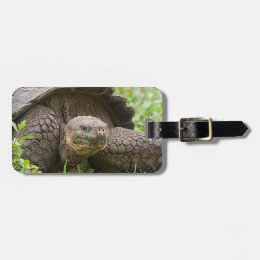 Étiquette À Bagage Tortue géante (Devant horizontal)